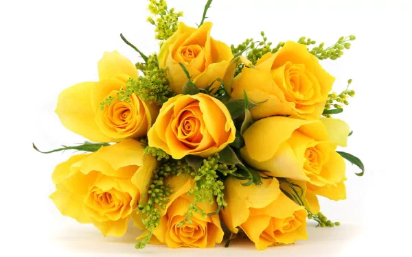 A vibrant bouquet of yellow roses against a white background, highlighted in high definition, presenting a stunning nature-inspired desktop wallpaper or background.
