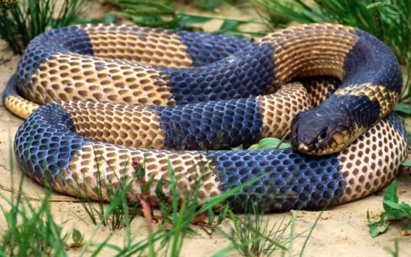  Egyptian Banded Cobra