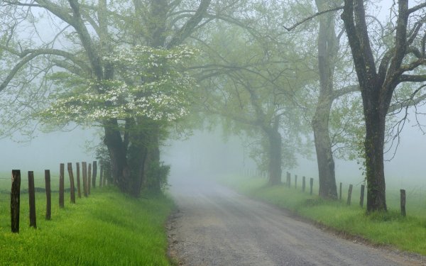 Tierra/Naturaleza Niebla Carretera Árbol Cerca Naturaleza Fondo de pantalla HD | Fondo de Escritorio