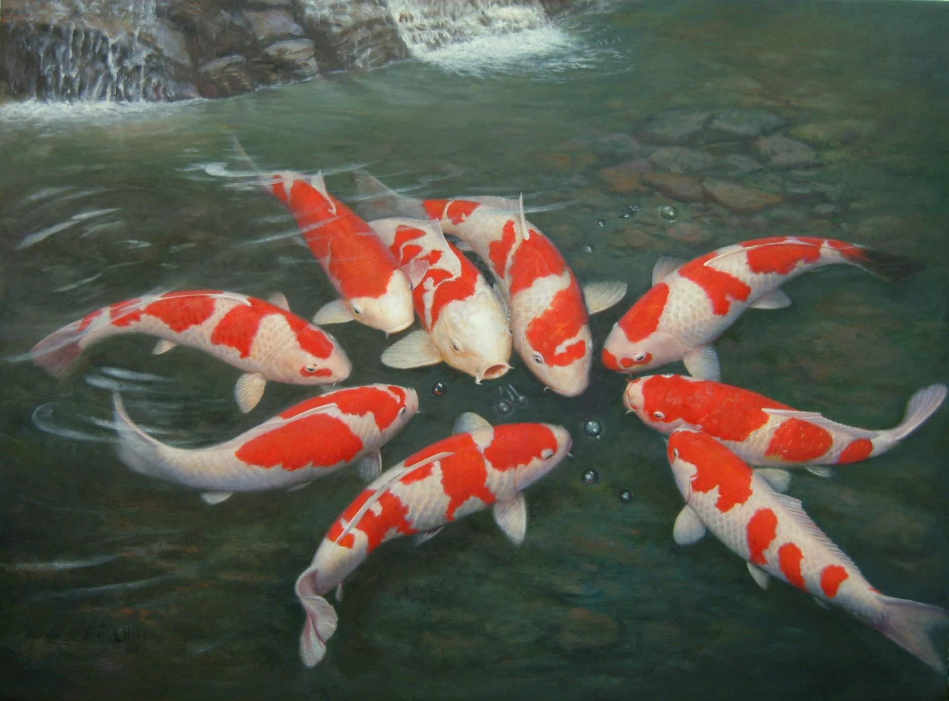 HD PC desktop wallpaper featuring a group of vibrant red and white koi fish swimming gracefully in clear water.