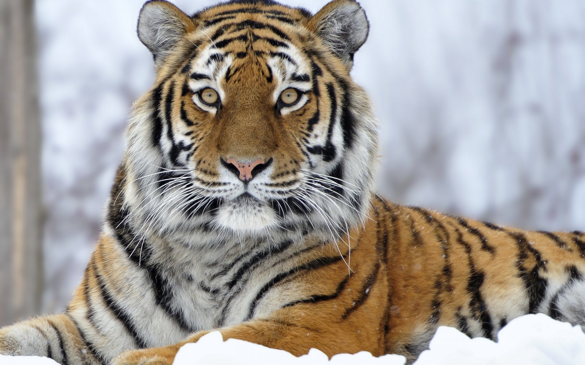 Majestic Tiger Hd Wallpaper