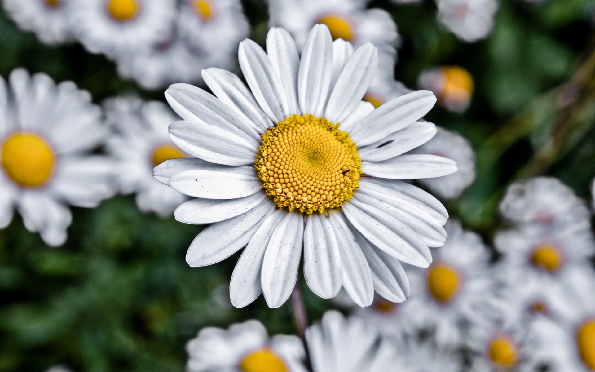 Download Nature Flower HD Wallpaper