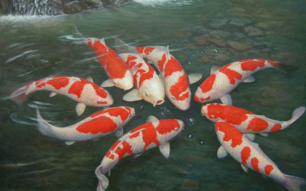 Animal Koi Fishes HD Wallpaper | Background Image
