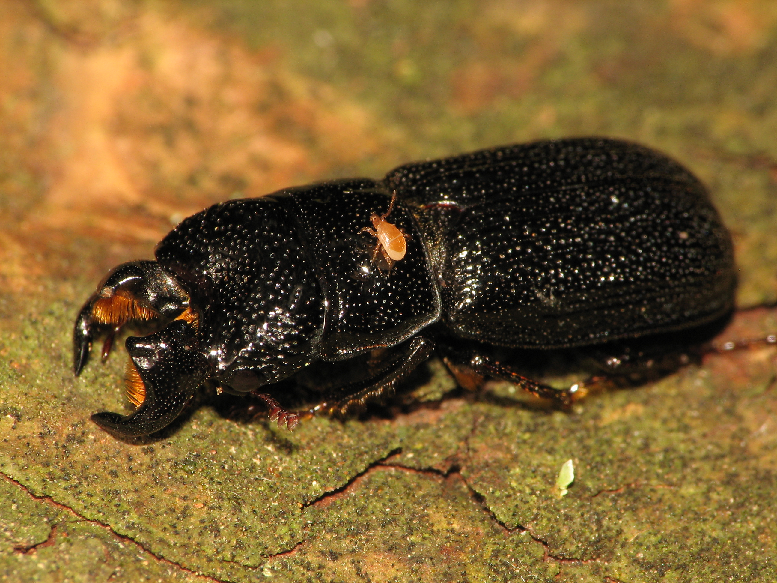 Download Animal Insect HD Wallpaper