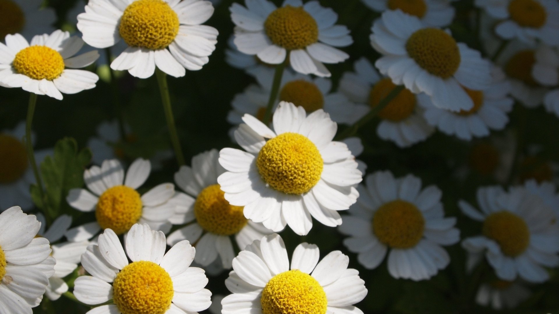 Close-up of white-petaled, yellow-centered daisylike flowers in sunlight, nature flower 2K Quad HD PC desktop wallpaper and background.