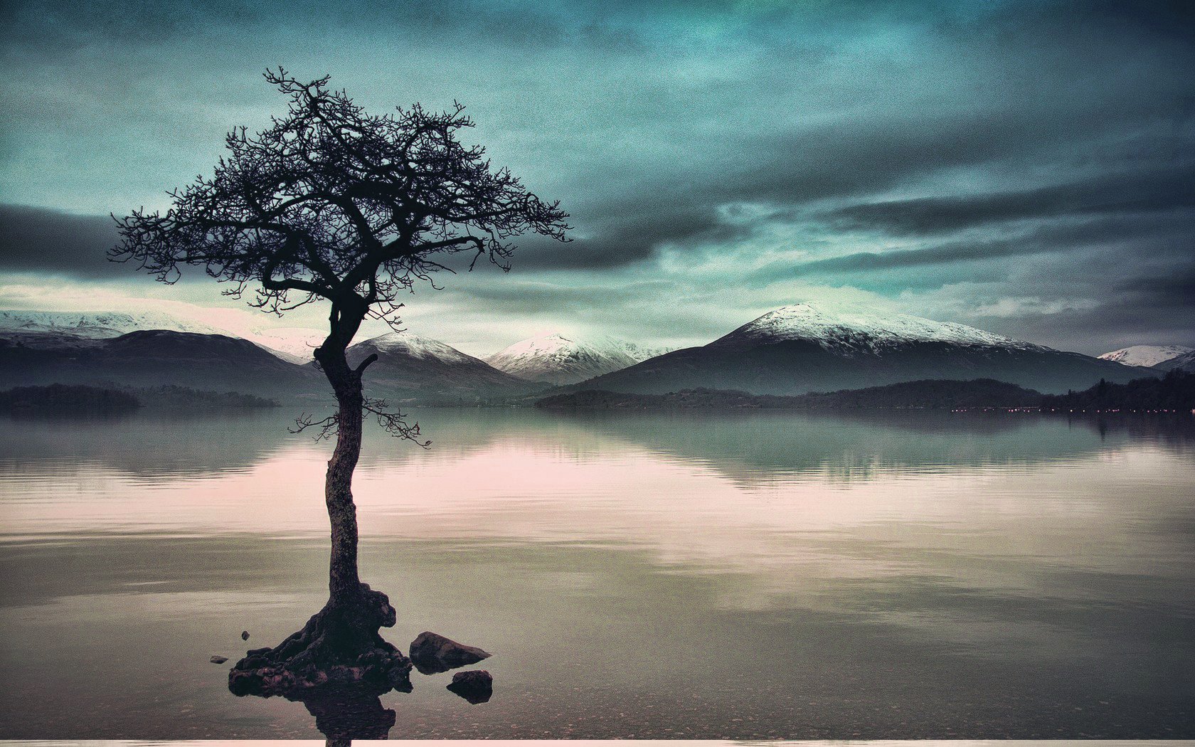 Download Nature Tree Wallpaper