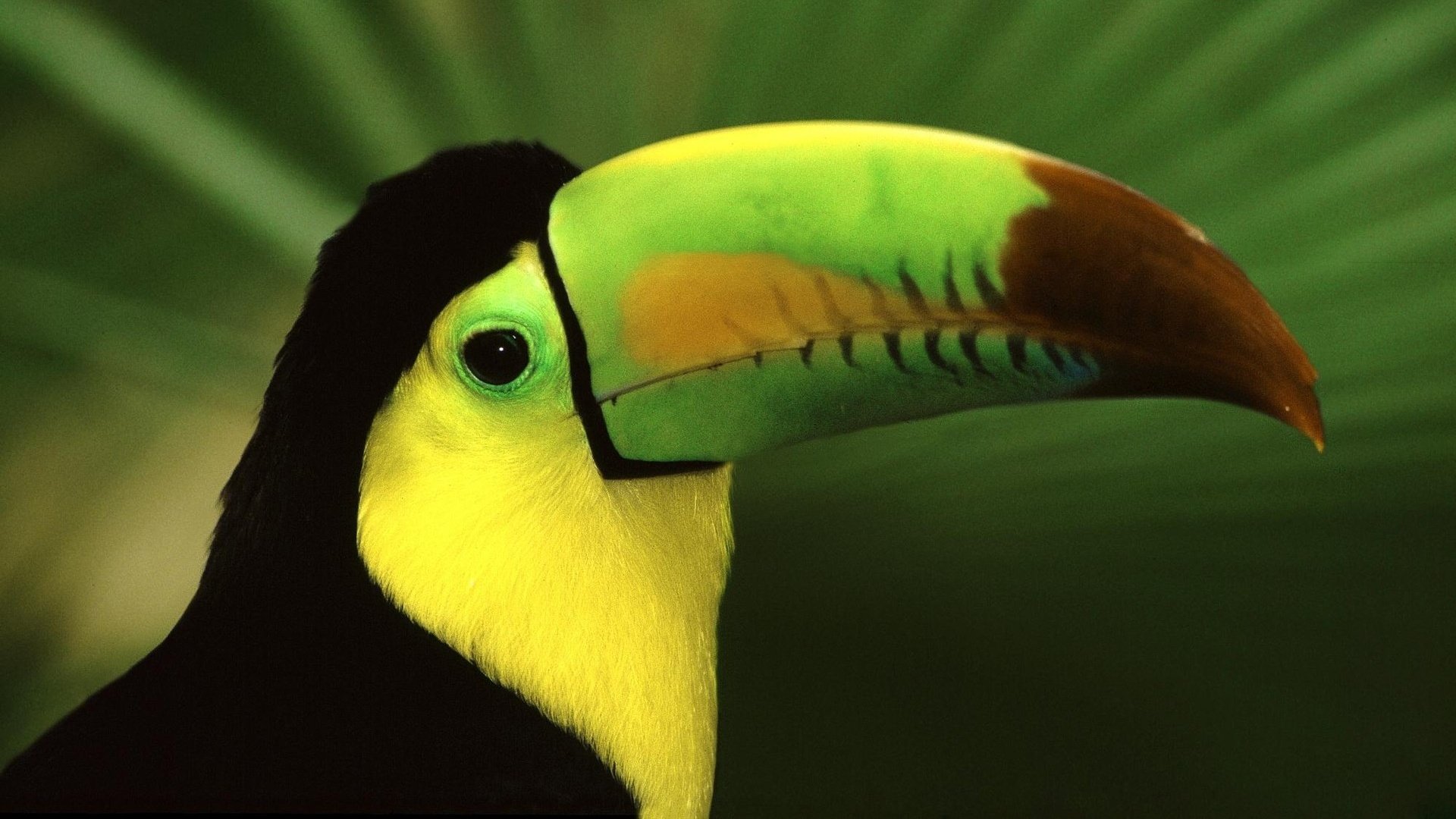 Download Animal Toucan HD Wallpaper