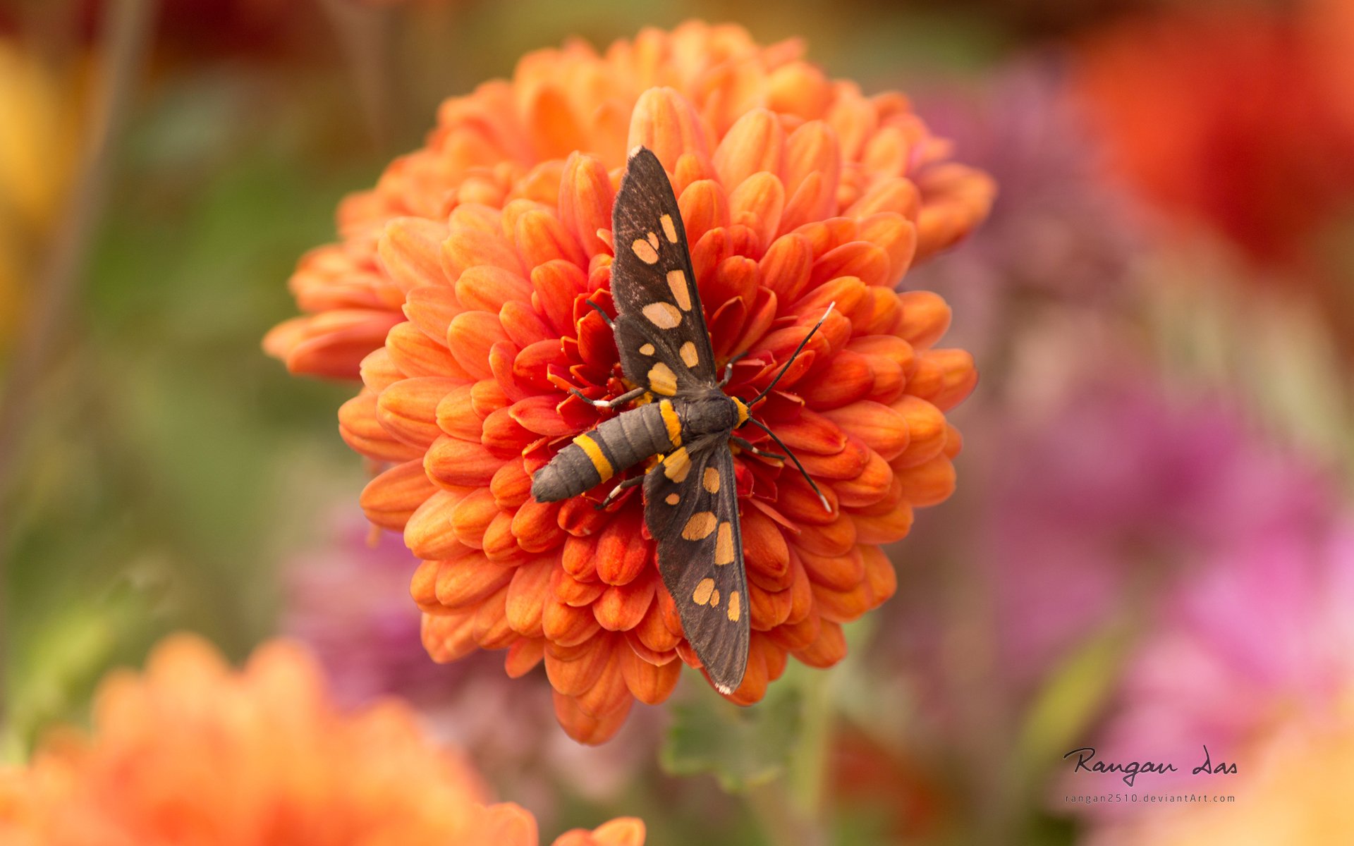 Download Orange Flower Flower Animal Moth HD Wallpaper by rangan2510