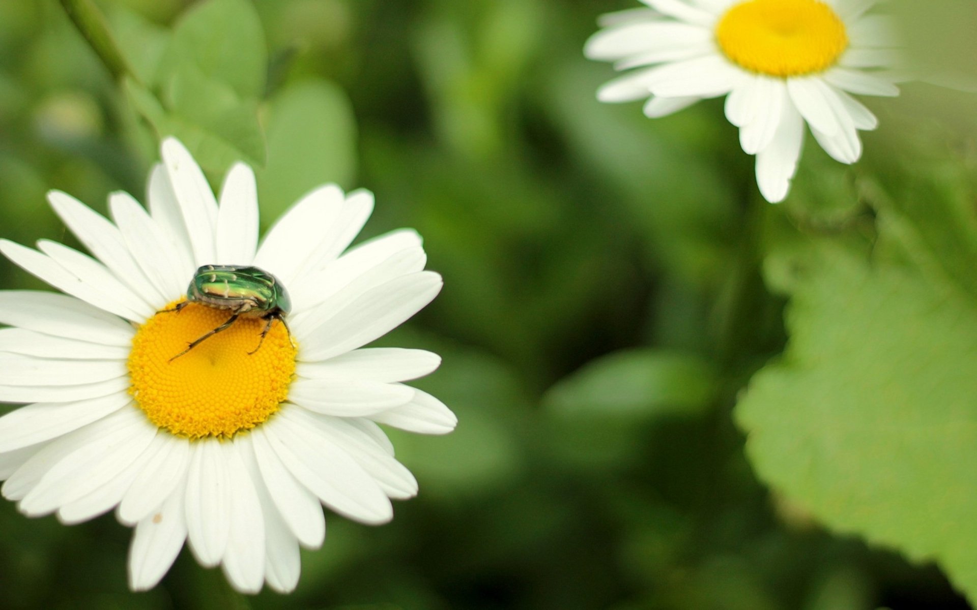 HD PC desktop wallpaper showing a close-up of a green beetle on a white daisy flower with a blurred green background.