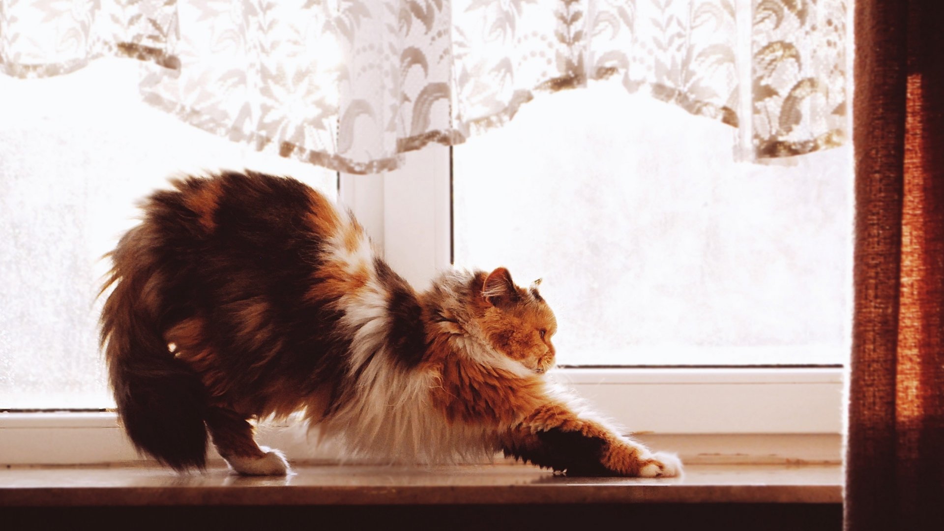 A calico cat stretching gracefully on a windowsill, framed by sheer curtains, creating a charming and cozy atmosphere. Great HD desktop wallpaper and background for animal lovers.