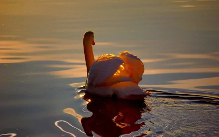 Animal swan HD Desktop Wallpaper | Background Image