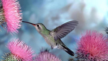 A vibrant hummingbird hovers near striking pink flowers, set against a soft, blurred background, creating a stunning HD desktop wallpaper and background.