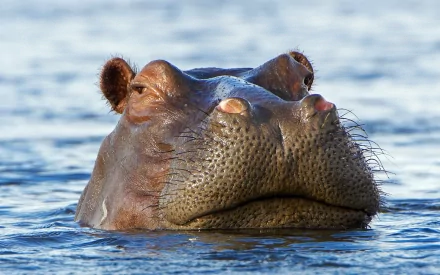 HD desktop wallpaper showcasing a close-up of a hippo partially submerged in water with clear blue ripples surrounding its head.
