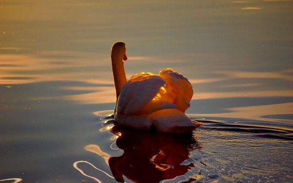 Animal Swan Birds Swans HD Wallpaper | Background Image