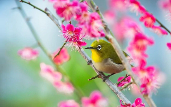 A warbling white-eye bird perched on a branch amid vibrant pink blossoms, captured in a sharp HD desktop wallpaper featuring nature’s serene beauty.