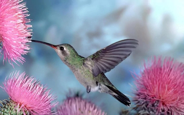 A vibrant hummingbird hovers near striking pink flowers, set against a soft, blurred background, creating a stunning HD desktop wallpaper and background.