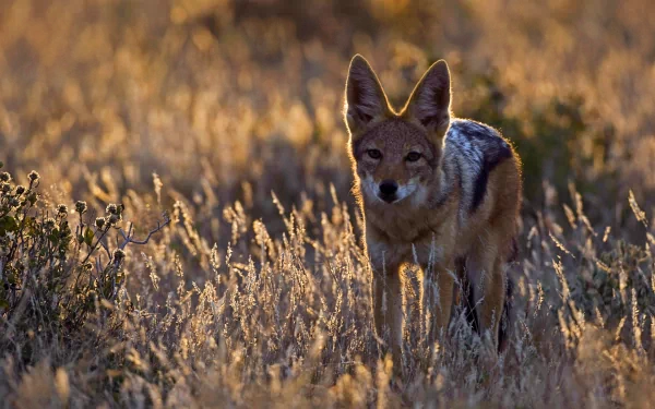 Animal Jackal HD Desktop Wallpaper | Background Image