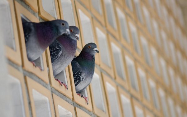 Animal Pigeon Birds Columbidae Bird HD Wallpaper | Background Image