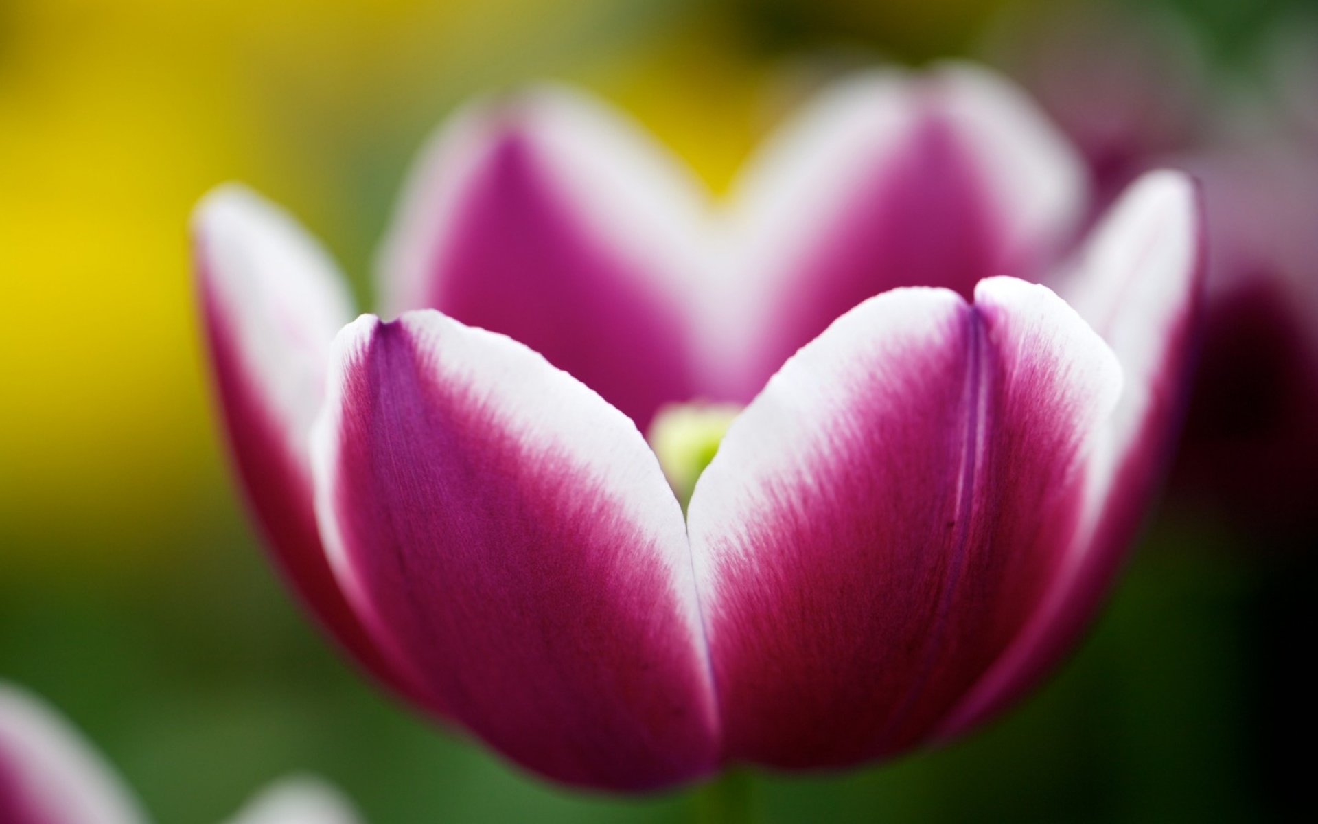 Download Flower Nature Tulip HD Wallpaper