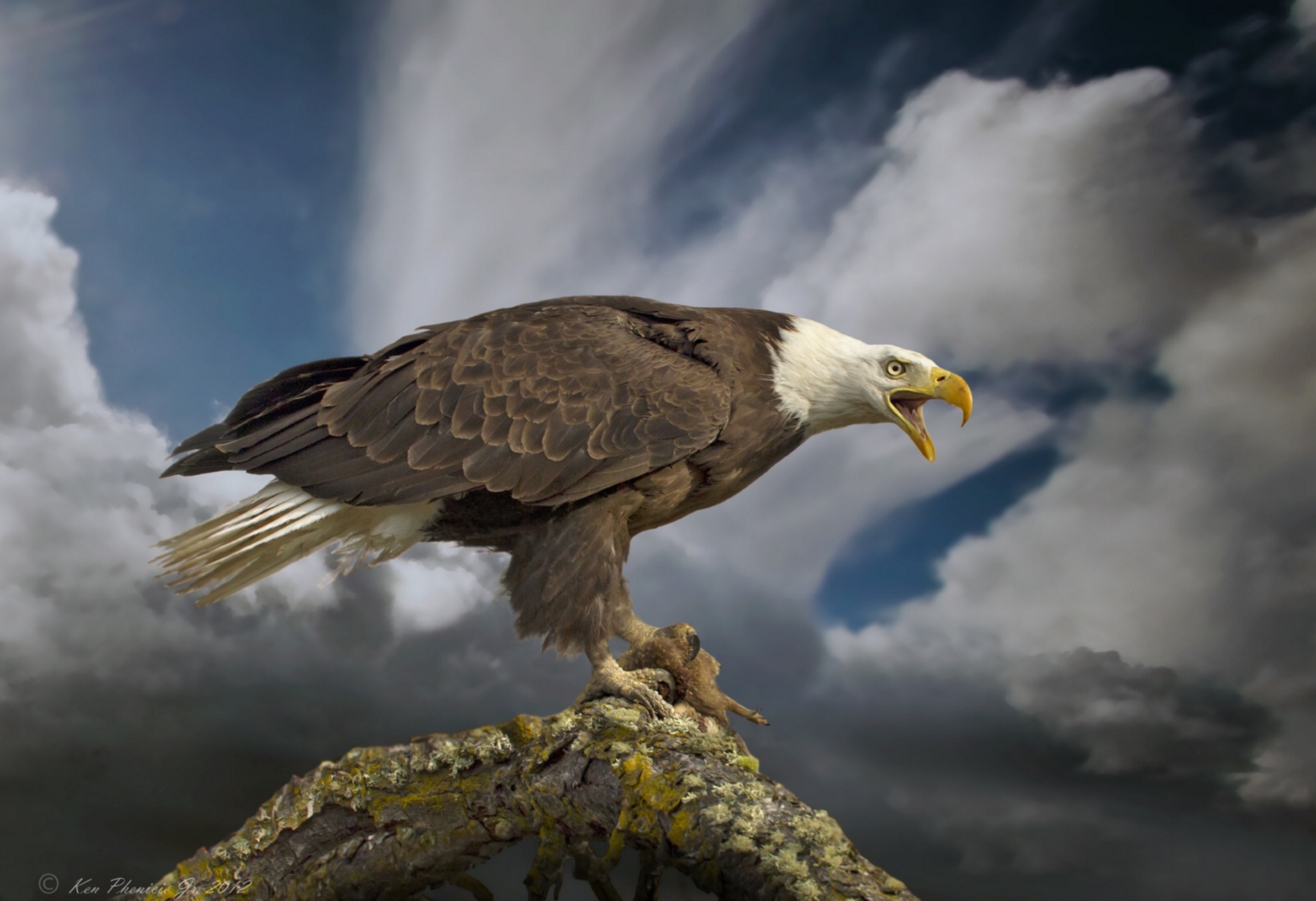 Bald Eagle Majesty: Stunning HD Wallpaper