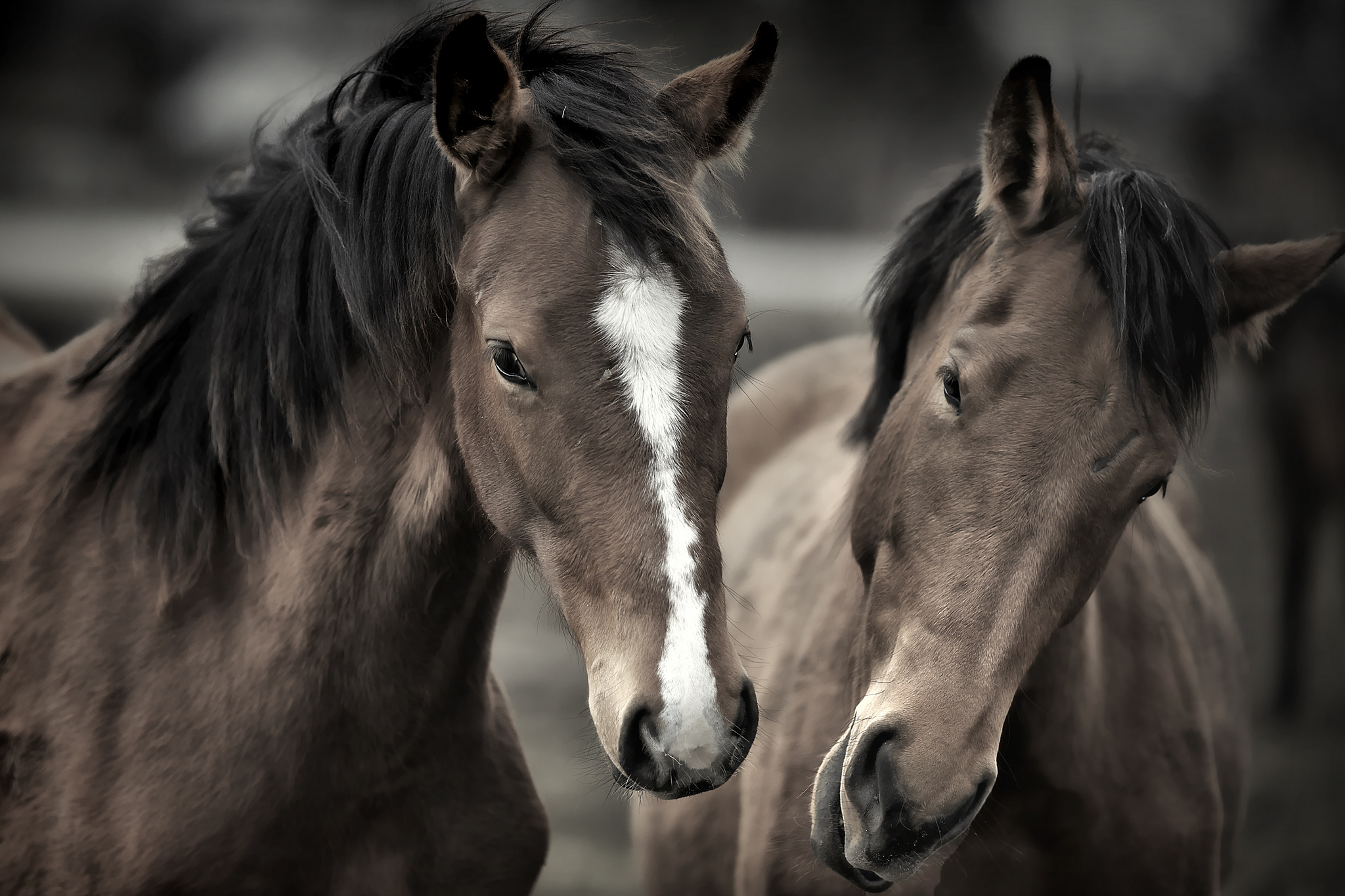 Horse HD Wallpaper | Background Image | 2048x1365 | ID ...