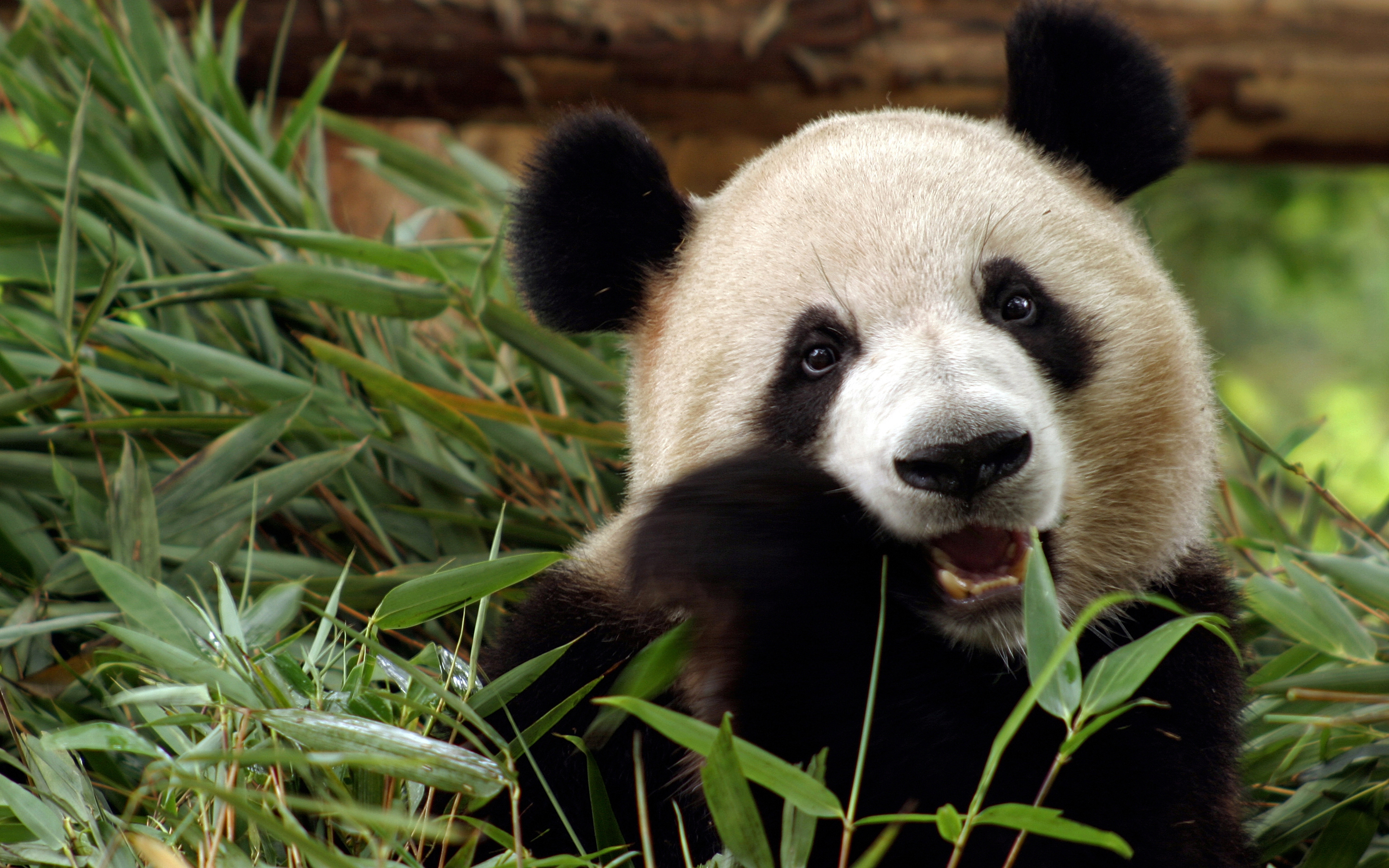 Panda HD Wallpaper | Background Image | 2880x1800 | ID ...