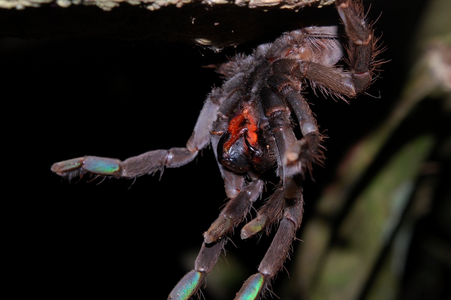 Download Animal Spider HD Wallpaper