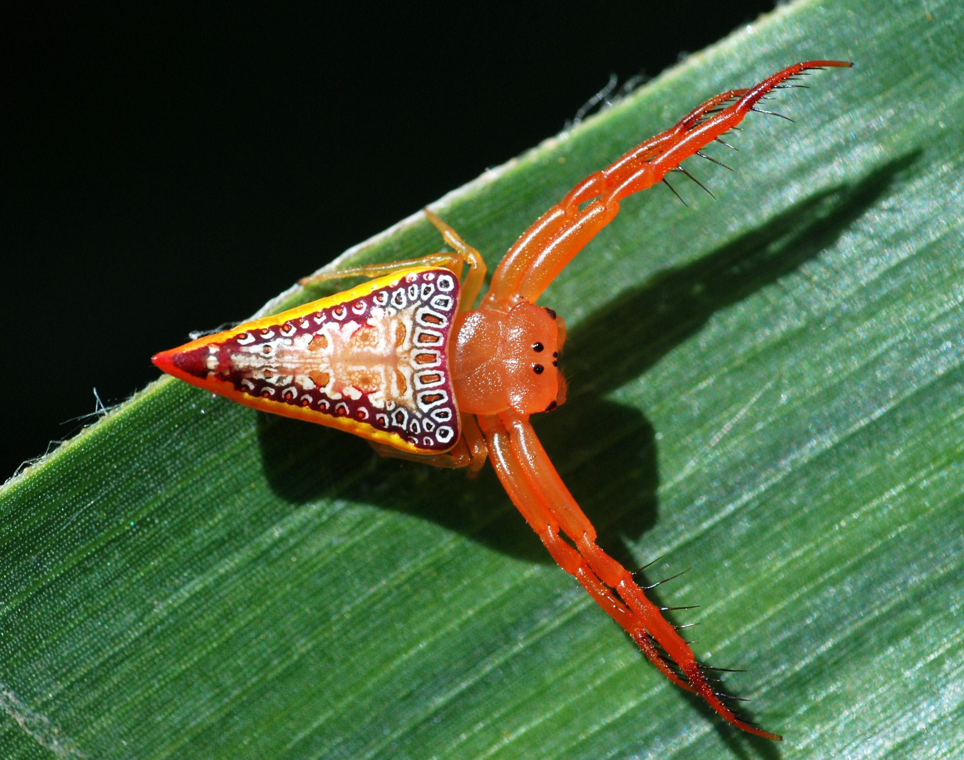 Download Animal Spider HD Wallpaper