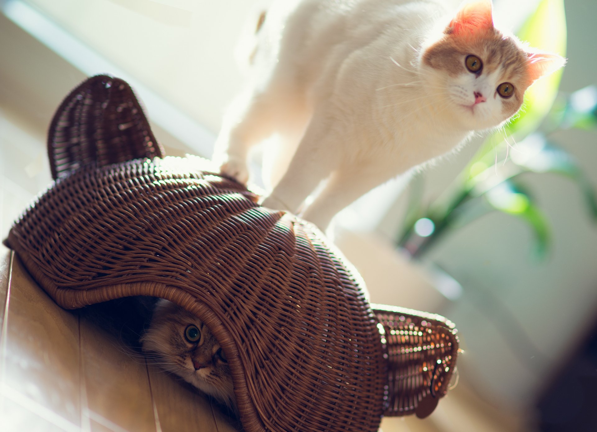 Two cats play in a sunlit room, one peeking out from a woven basket and the other standing on top, creating a charming scene for a cat-themed HD desktop wallpaper.
