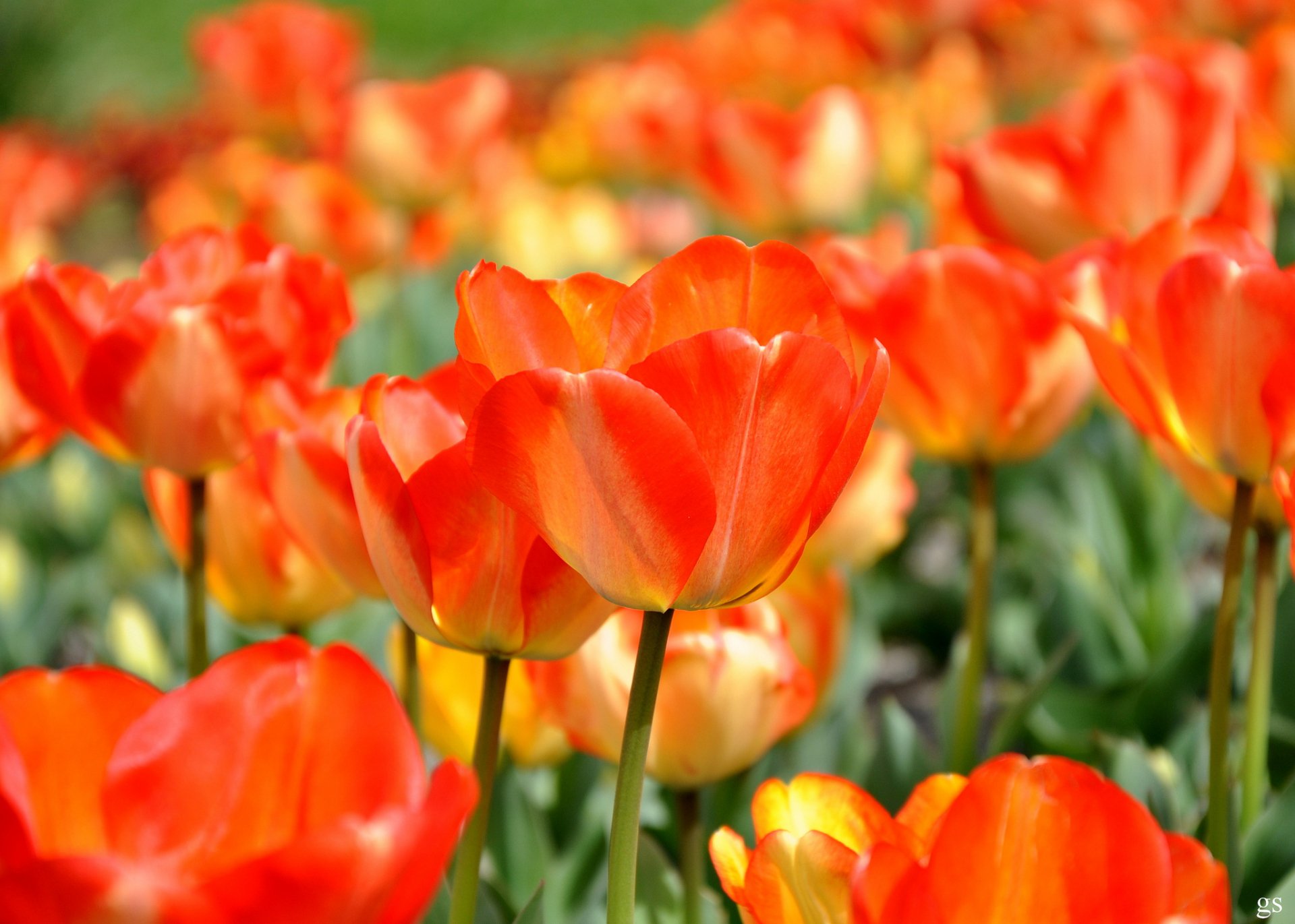 Download Flower Nature Tulip HD Wallpaper