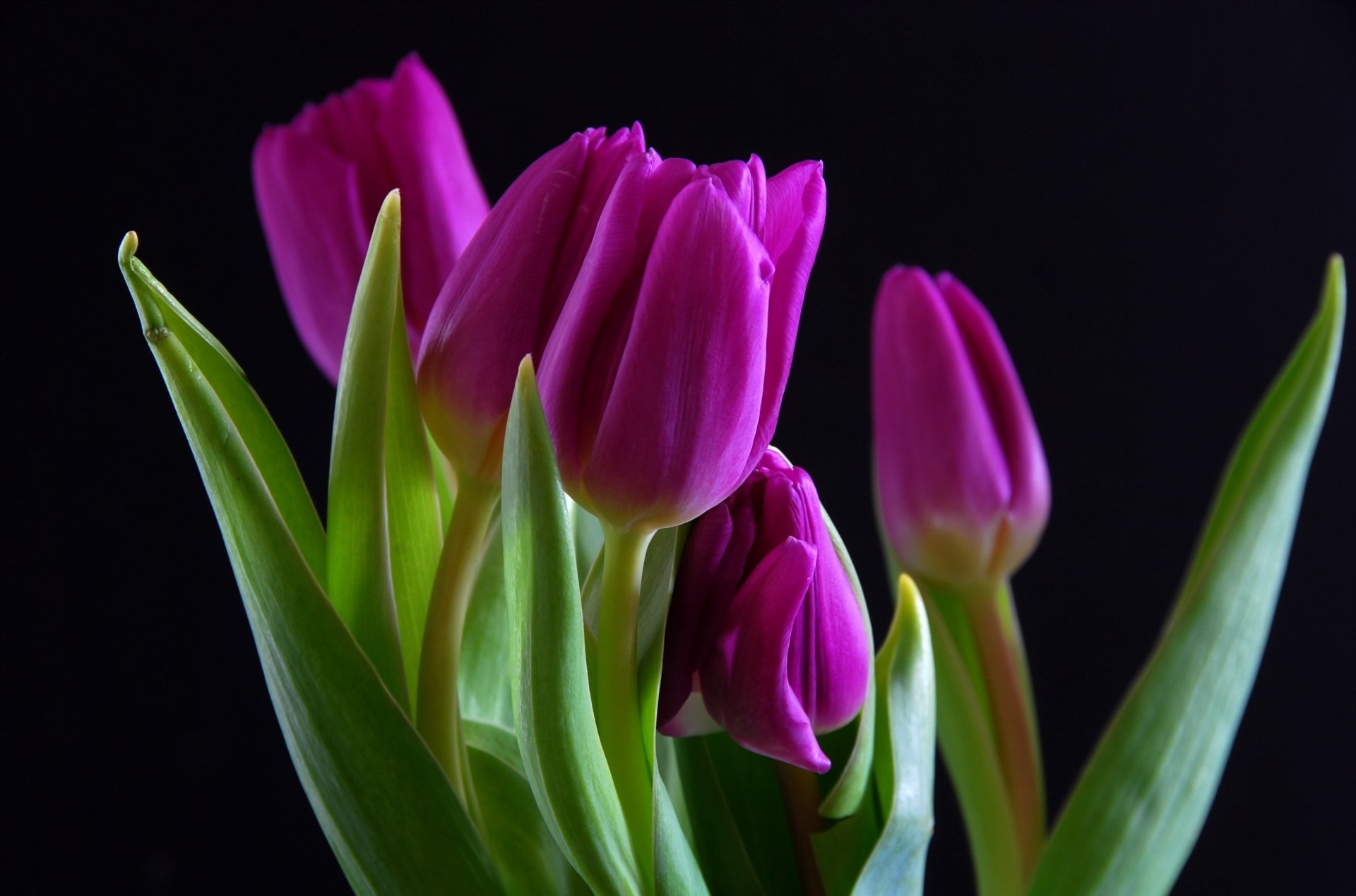 Download Flower Nature Tulip HD Wallpaper