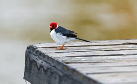 A vibrant cardinal bird stands gracefully on a wooden dock, surrounded by nature, creating a stunning HD wallpaper and background for nature enthusiasts.