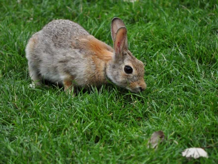HD desktop wallpaper featuring a close-up of a hare nibbling grass on a lush green lawn.