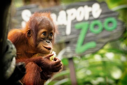 Young orangutan clutching a leaf amid lush green foliage with a blurred Singapore Zoo sign — 4K Ultra HD PC desktop wallpaper background.