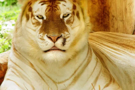 HD desktop wallpaper featuring a close-up of a white tiger resting, showcasing its distinctive stripes and intense gaze in a natural setting.