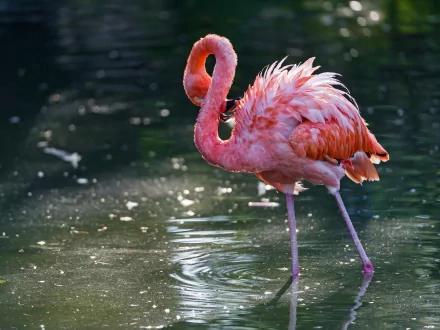 A vibrant flamingo stands gracefully in shallow water, showcasing its unique pink plumage against a serene backdrop, making it an engaging HD desktop wallpaper.