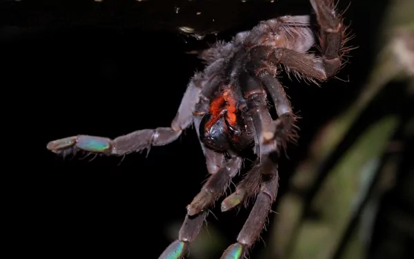 Animal spider HD Desktop Wallpaper | Background Image