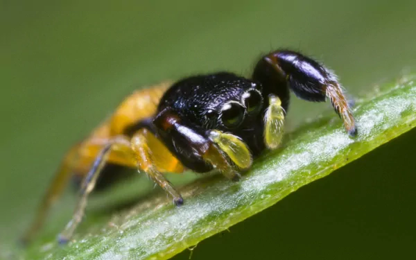 Close-up of a jumping spider on a green leaf, captured in sharp detail for a 4K Ultra HD PC desktop wallpaper and background.
