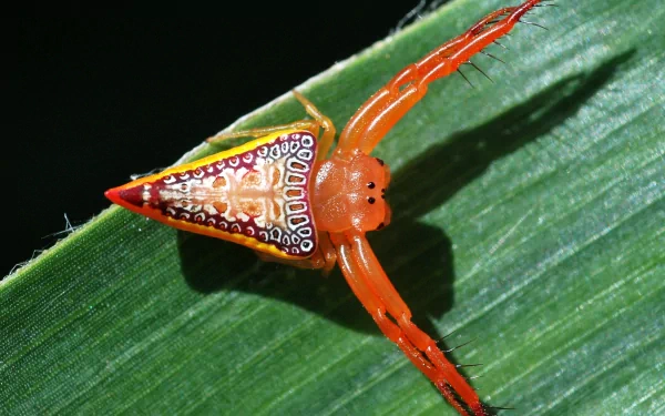 Animal spider HD Desktop Wallpaper | Background Image