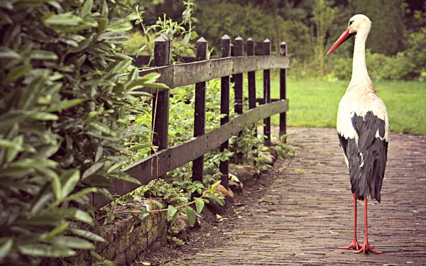 HD PC desktop wallpaper featuring a white stork standing on a stone pathway beside a wooden fence amidst lush greenery.