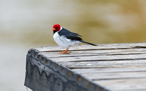 Animal Cardinal Birds Passerines Bird Nature HD Wallpaper | Background Image