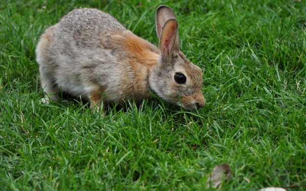HD desktop wallpaper featuring a close-up of a hare nibbling grass on a lush green lawn.