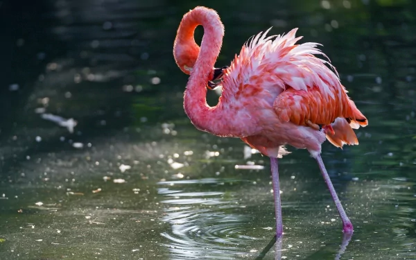 A vibrant flamingo stands gracefully in shallow water, showcasing its unique pink plumage against a serene backdrop, making it an engaging HD desktop wallpaper.