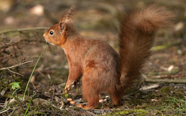 Animal Squirrel HD Wallpaper | Background Image