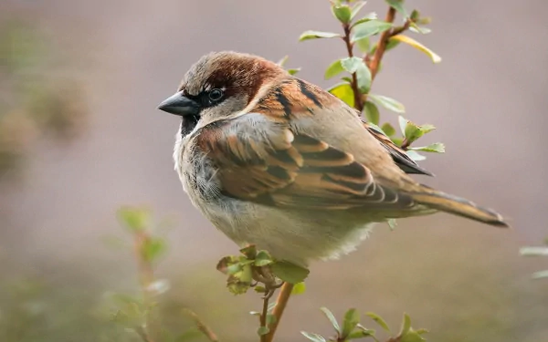 A close-up of a sparrow perched on a branch, showcasing its intricate feather patterns and colors, making for an engaging HD PC desktop wallpaper and background.