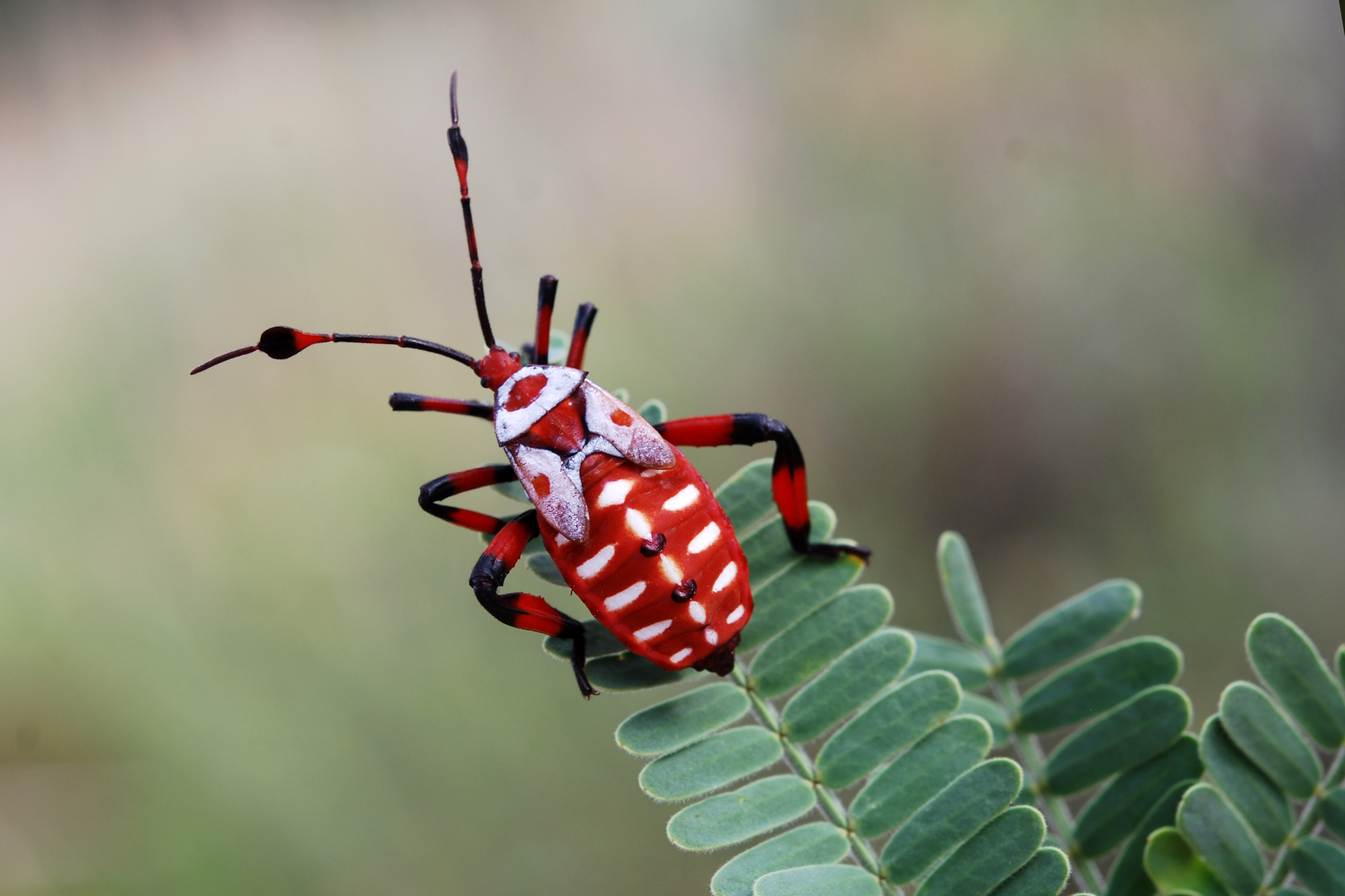 Download Animal Insect HD Wallpaper