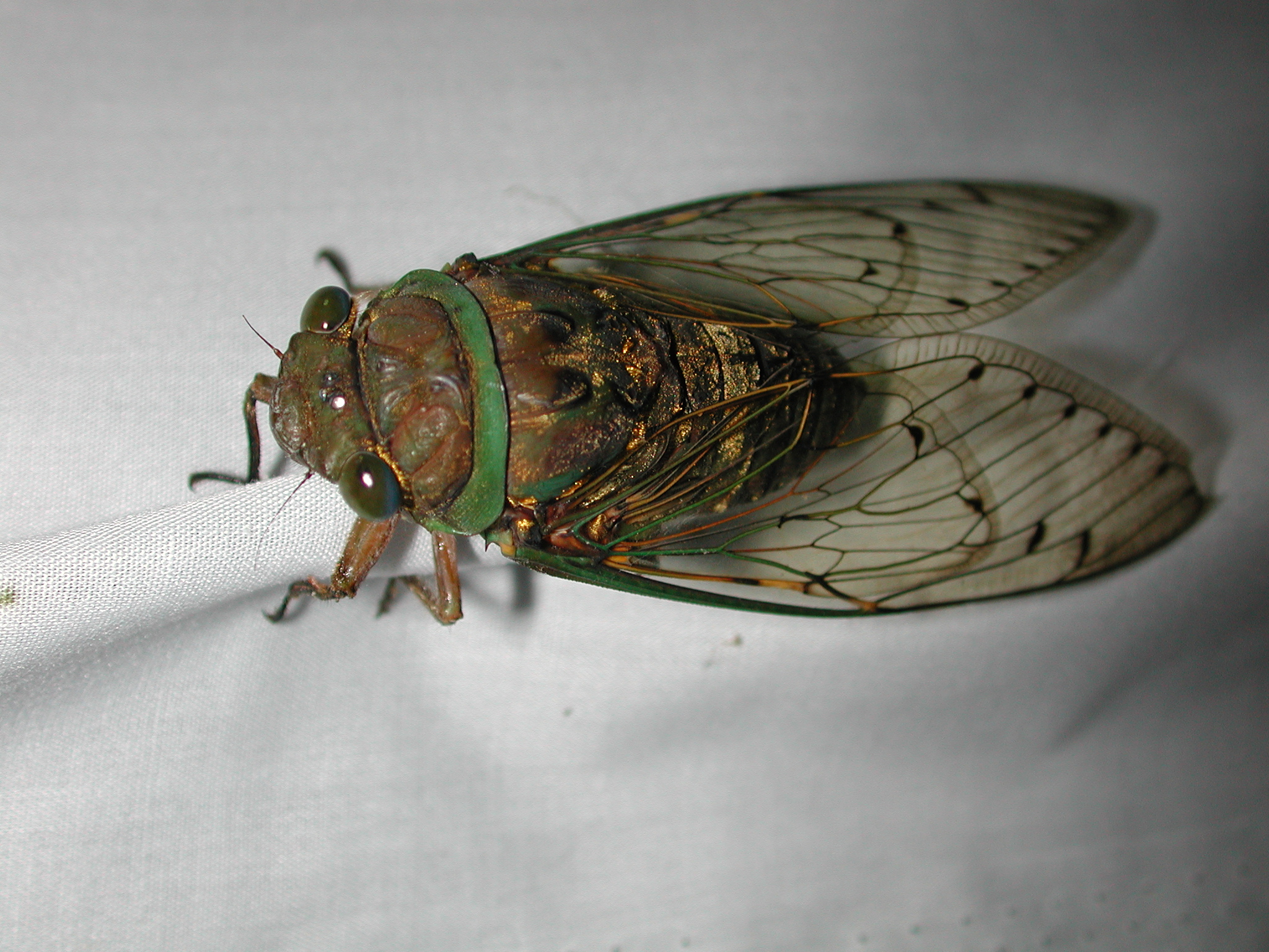 Animal Cicada HD Wallpaper | Background Image