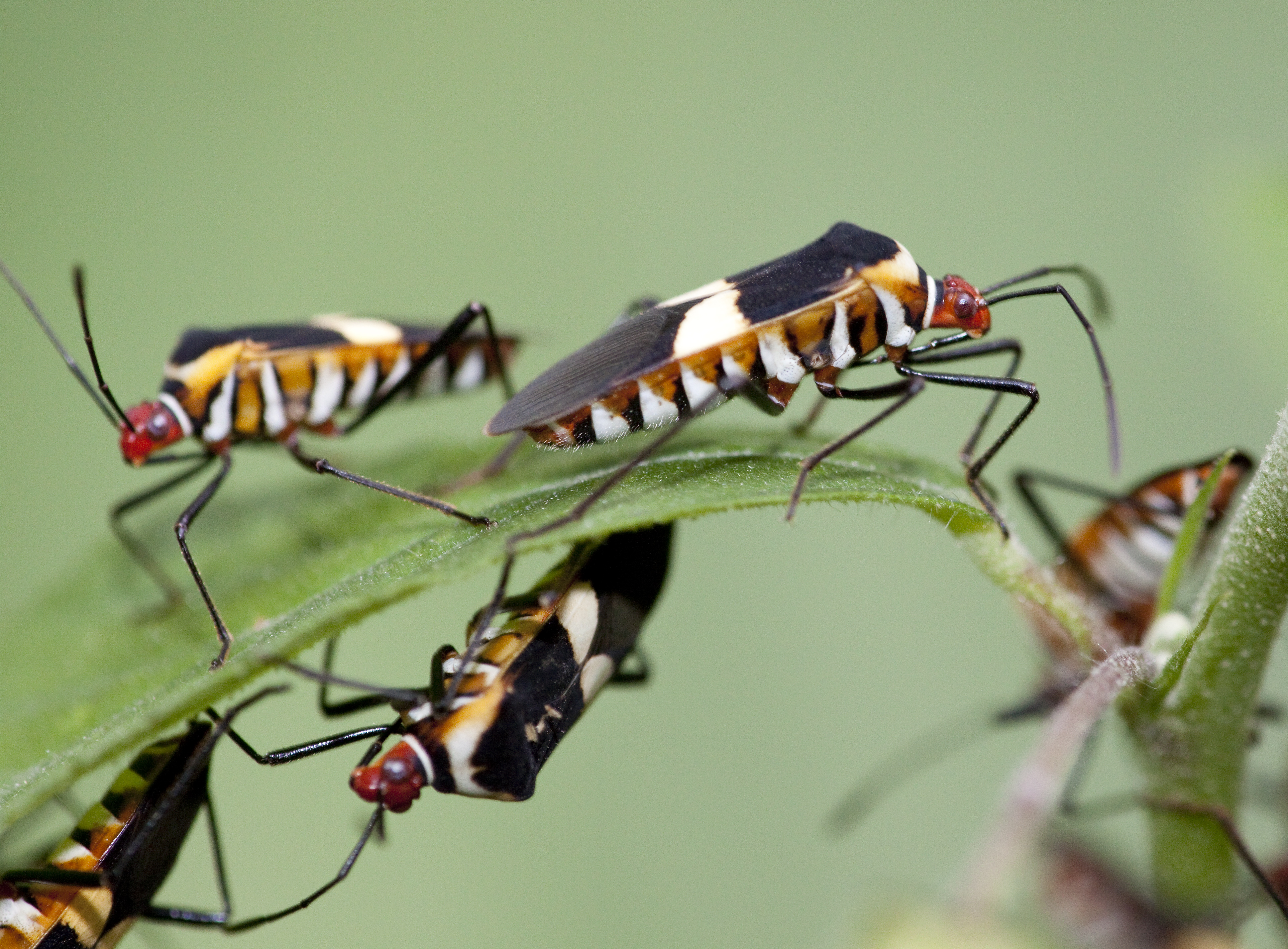 Animal Insect 4k Ultra HD Wallpaper