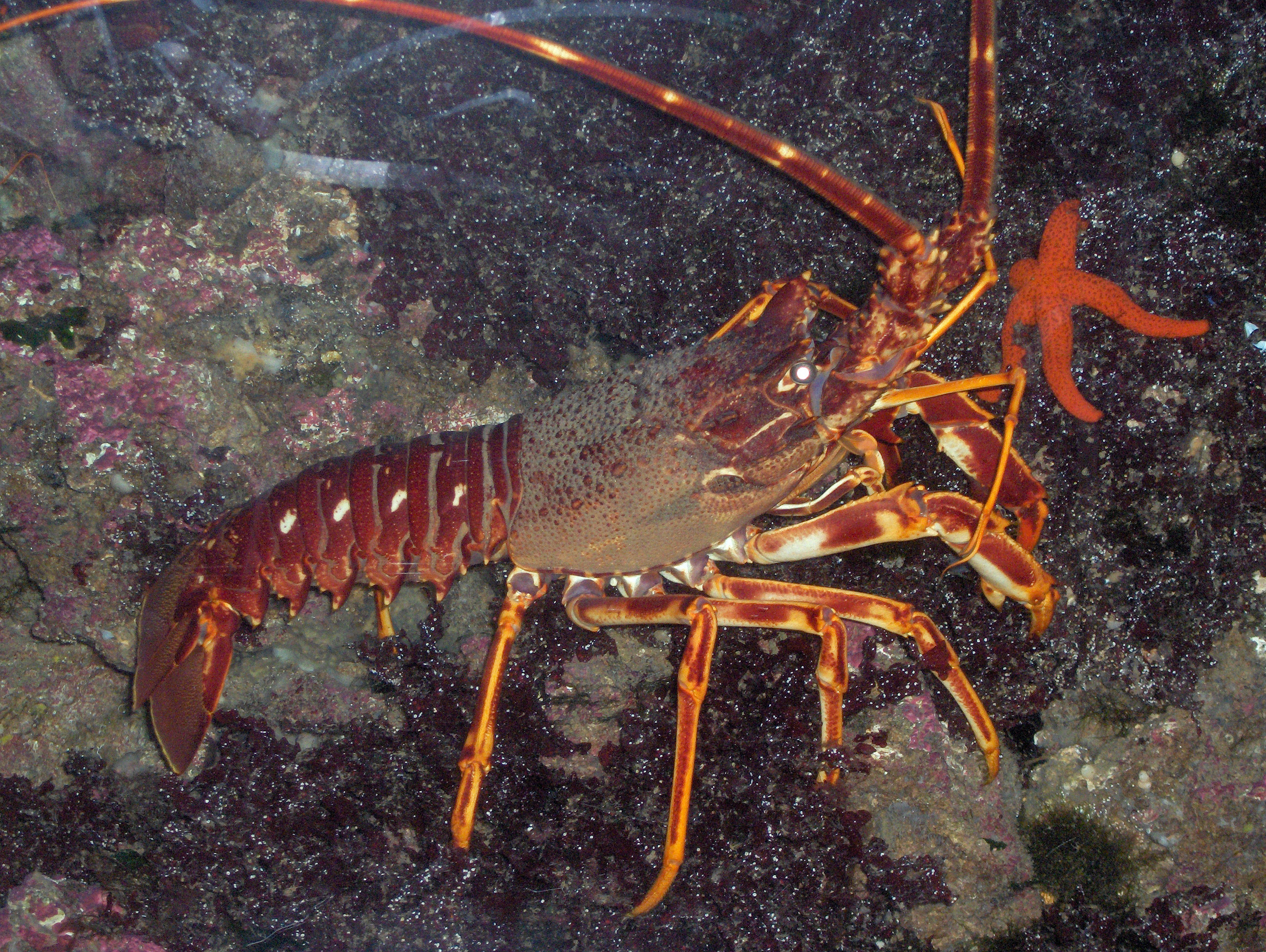 Animal Lobster HD Wallpaper | Background Image