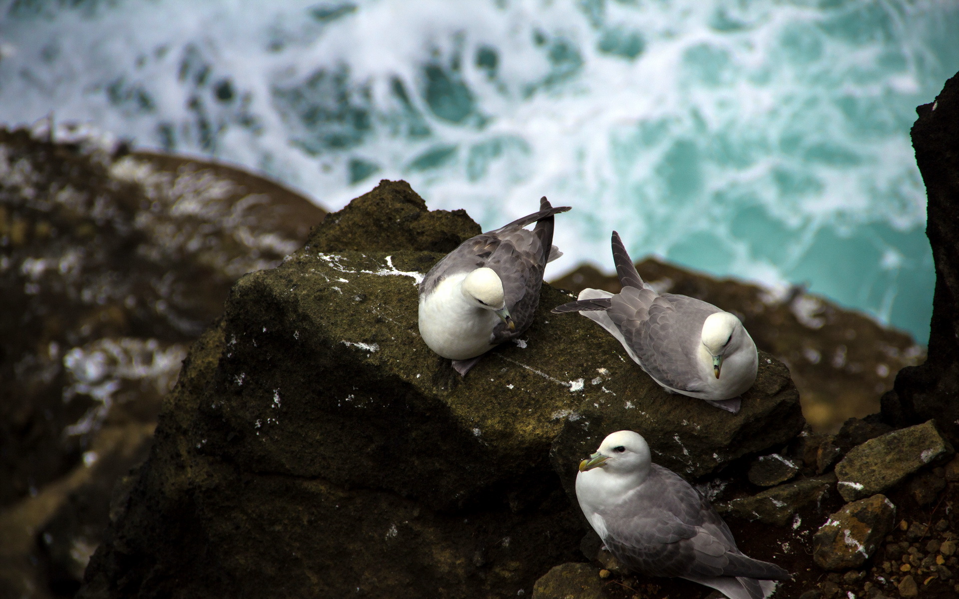 Download Animal Seagull HD Wallpaper